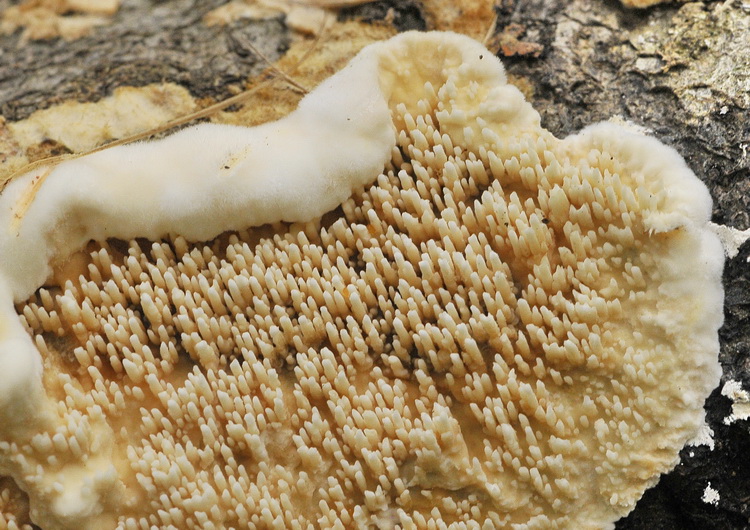 Aphyll.dalle colline di Mondeggi (Radulomyces molaris)